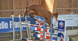 The best 2015 Selle Français are identified