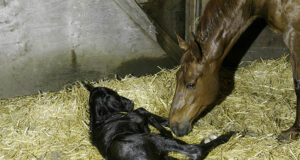 In-breeding and line breeding