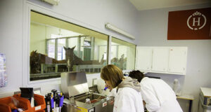 Le Pin national ‘cryobanque’