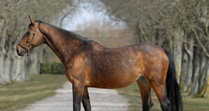 Qerly Chin – BWP 34