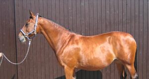 Corbinian: New kid on the block