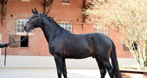 I’m Special for Holsteiner