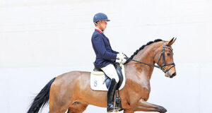 Dressage horses auction season