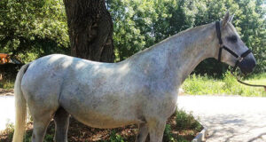 Extraordinary mare Chiara