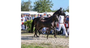 Dance for Rio dances to top