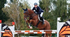 French Anglo Arab under threat?