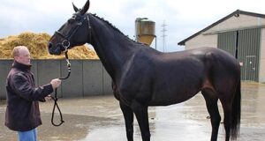 Breeding always omnipresent in Mechelen