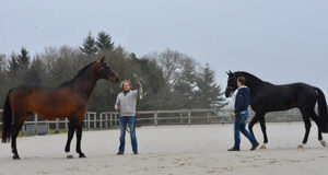 St. Lô stallion salon