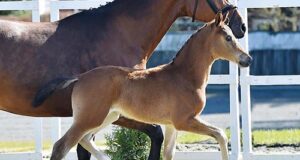 Bright Blue Hors future