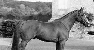 Convincing performance tests for new KWPN sires