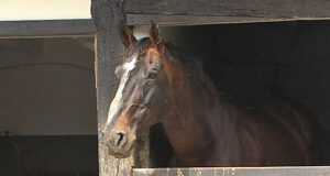 Diamant de Semilly doninates 7yo at Grande Semaine de Fontainebleau