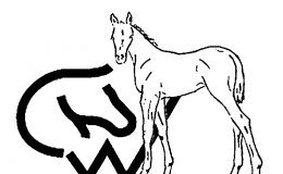 CWHBA young horse awards at MB Royal Winter Fair