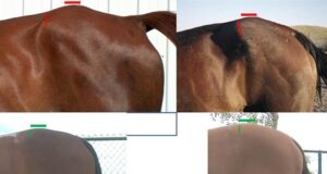 What if horses designed themselves?