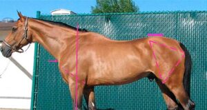 If a showjumping horse described itself…