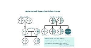 Warmblood Fragile Foal Syndrome