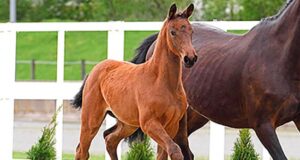 Auction time for Oldenburg