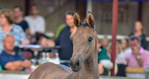 Top price for Big Star daughter