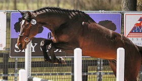 Four exciting young stallions for NAS