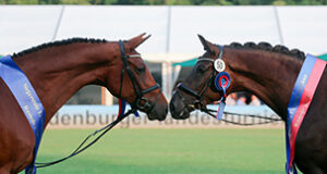 Champion Oldenburg mares fulfill dreams