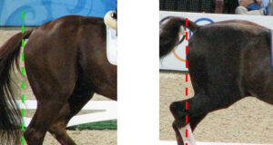 If dressage horses designed themselves…