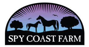 Young-horse expo for WEG