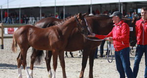 Blooming BWP elite foals at national championship