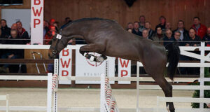 BWP stallion selections: 2019 dates and locations