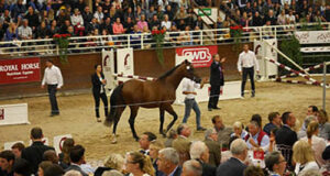 Auctions: The power of the bankable damline!