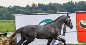 Local initiative turns into Polish sport horse promo