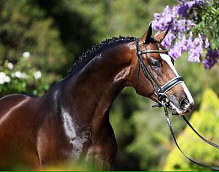 Bella Rio Stallion Bellario: Hanoverian stallion arrives in New Zealand - Breeding News ...