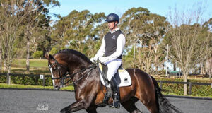 Bellario: Hanoverian stallion arrives in New Zealand