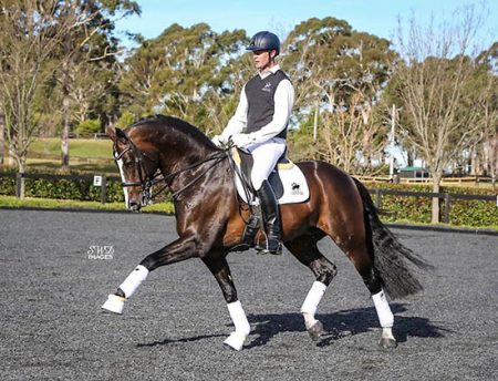Bella Rio Stallion Bellario: Hanoverian stallion arrives in New Zealand - Breeding News ...