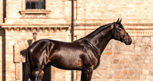 Cornet’s Air: Special new stallion for New Zealand