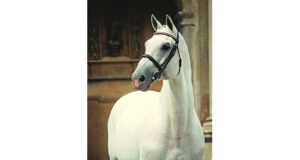 Corrado I: End of a special era for Holsteiner Verband