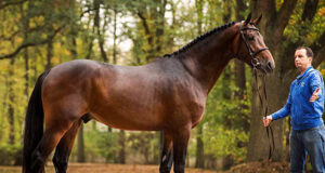 Stallion favourite added to Zangersheide catalogue