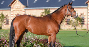 Diversity is key for SF