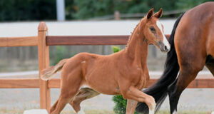 Oldenburg horses achieve €2.5 million at auction