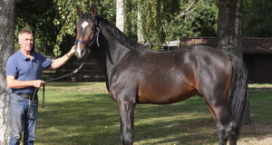 Perry de Winter: Dreams of breeding an Olympic horse