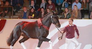Marbach weekend sees five new DSP stallions
