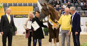 Hanoverian price record causes tremor in Verden