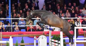 International top stallions