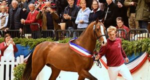Cadilo: Champion of Holsteiner stallion selection