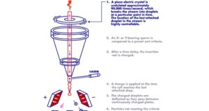 Male or female? What would you choose?