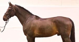 Dutch stallion owners stamp their mark in Holstein