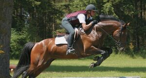 Stallion performance testing in Canada