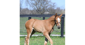 NAS celebrates 10-year anniversary