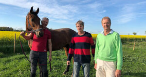 The Hansson brothers – breeding top showjumpers