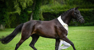 Best Swiss Warmblood mares will attend Avenches