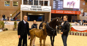 Happy 40th Birthday to Danish Warmblood