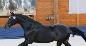 The Anglo-Arab influence in Germany